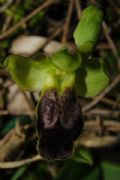 Ophrys lucifera